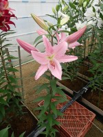 [5350 Chelsea DJ No02.JPG]